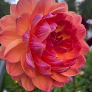 GFF Butterscotch