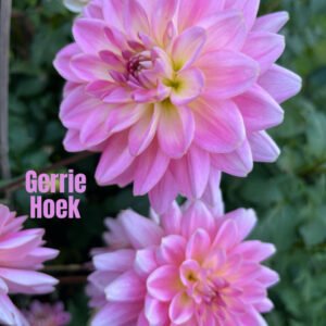 Gerrie Hoek
