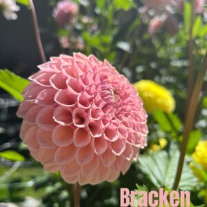 Bracken Rose