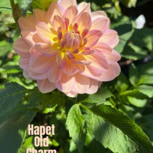 Hapet Old Charm