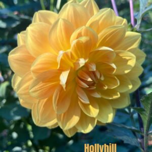 Hollyhill Honeygold