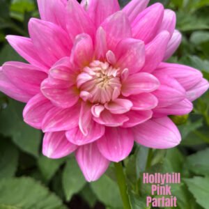 Hollyhill Pink Parfait