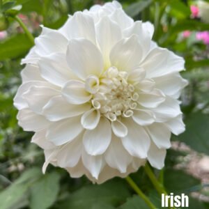 Irish Ruffles