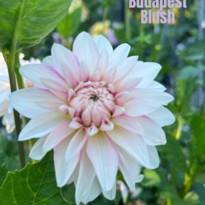 Budapest Blush