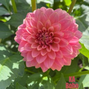 KA Boho Peach