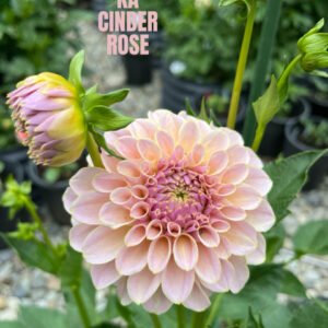 KA Cinder Rose