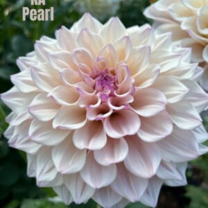 KA Pearl