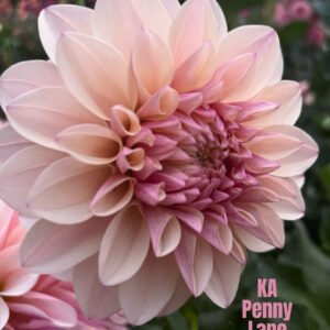 KA Penny Lane