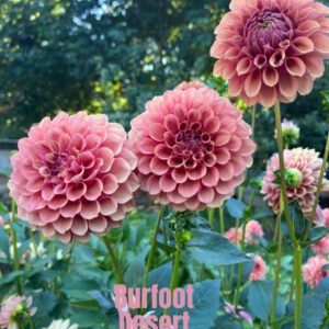 Burfoot Desert Rose