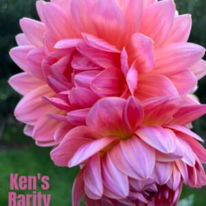 Ken's Rarity