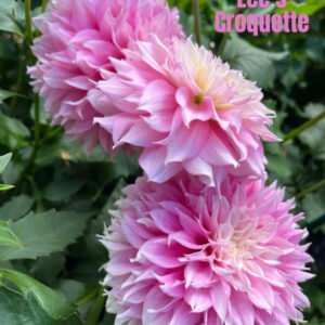 Lee's Croquette
