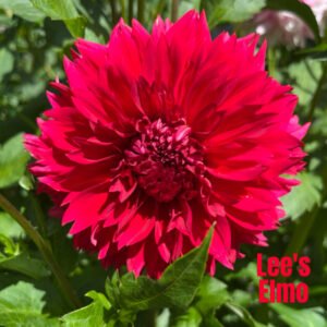 Lee's Elmo