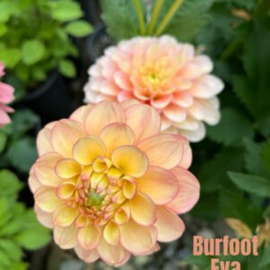 Burfoot Eva