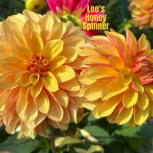Lee's Honey Spinner
