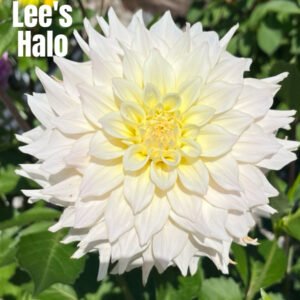 Lee's Halo