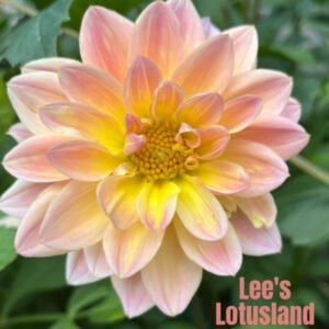 Lee's Lotusland