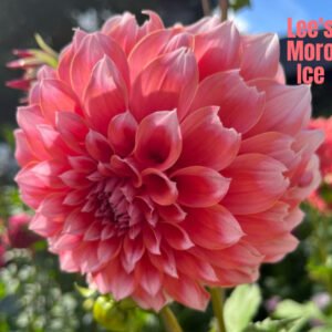 Lee's Moro Ice