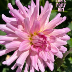 Lee's Party Girl