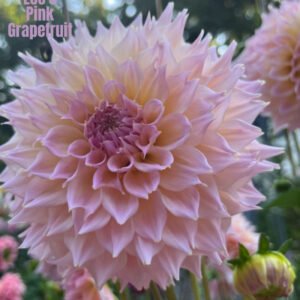 Lee's Pink Grapefruit