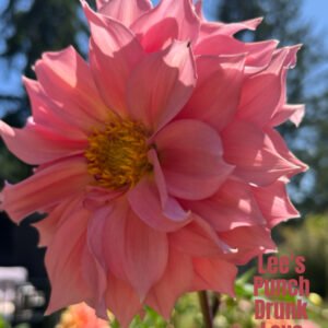 Lee's Punch Drunk Love