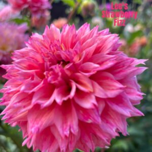 Lee's Strawberry Fizz