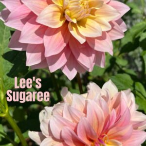 Lee's Sugaree