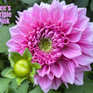 Lee's Triple Pink