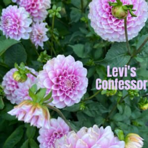 Levi's Confessor