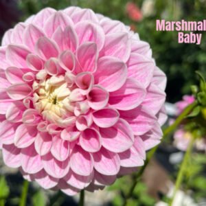 Marshmallow Baby