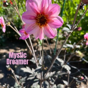 Mystic Dreamer