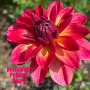 Normandy Painted Pearl