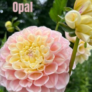 Opal