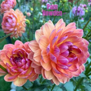 Pam Howden