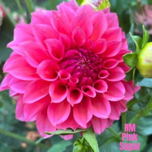 RM Pink Sugar