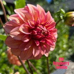 RM Raspberry Twinkle
