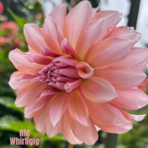 RM Whirligig
