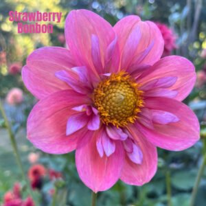 Strawberry Bonbon