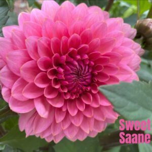 Sweet Saane